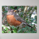 Winter Robin Print
