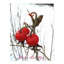 Winter Rose Hips Postcards