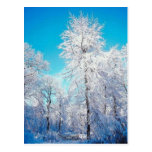 Winter Scene Postcard