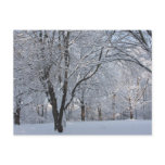 Winter Shroud Postcard