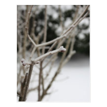 Winter Snow on Branches Postcard