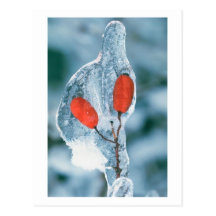 Winter Still Life Postcard