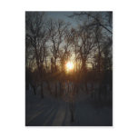Winter Sunrise Between Trees Postcards