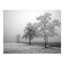 Winter Tree Field Postcard
