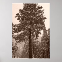 Winter tree poster