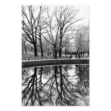 Winter Tree Reflection in Central Park Art Photo