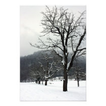 Winter trees. Arlesheim, Switzerland Photo Art