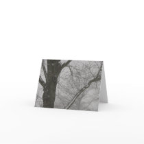 Winter Trees Cards