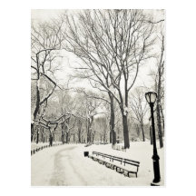 Winter Trees Covered in Snow Post Cards