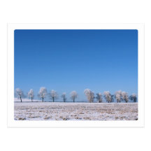 Winter Trees Post Cards