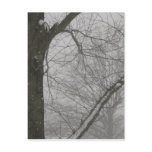 Winter Trees Postcards