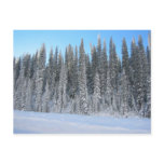 Winter Trees Post Card