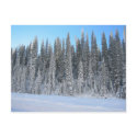 Winter Trees postcards