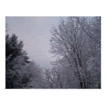 Winter Trees Postcard