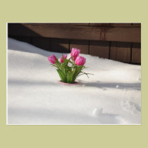 Winter Tulips in Snow Storm postcards