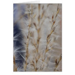 Winter Wheat 3