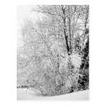 Winter Whites Postcard