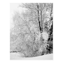 Winter Whites Postcard
