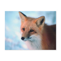Winter Wildlife
