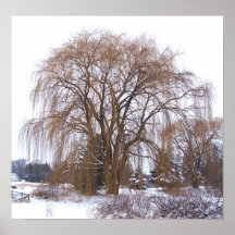 Winter Willow Posters
