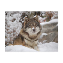 Winter Wolf Postcard