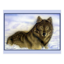 Winter Wolf Postcard