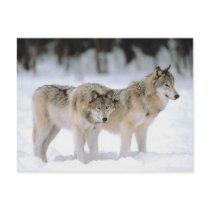 Winter Wolves In Snow
