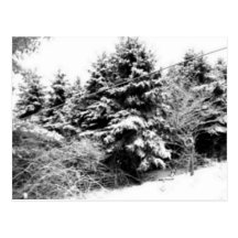 Winter Wonder Land Post Cards