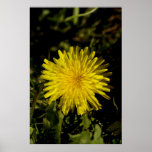 Winterflower Print