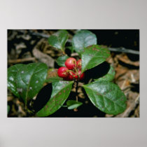 Wintergreen (Gaultheria Procumbens) flowers Posters