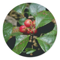 Wintergreen (Gaultheria Procumbens) flowers Round Sticker