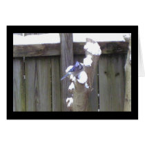 WINTERS BEAUTY- BLUE JAY CARD
