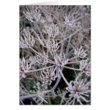 winters claws card