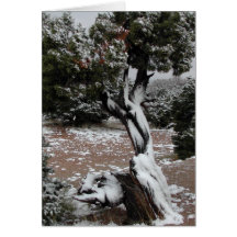 Winters Grace Greeting Cards