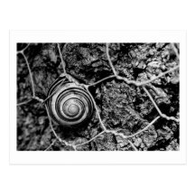 wired pace post card