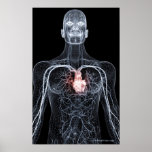 Wireframe of the blood vessels in the upper body 2 print