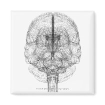 Wireframe of the brain magnets