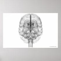 Wireframe of the brain