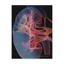 Wireframe of the inside of a kidney post card