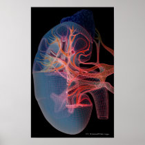 Wireframe of the inside of a kidney print
