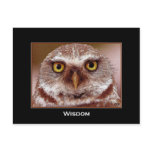 WISDOM OWL postcards