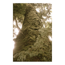 Wise One of the Forest posters