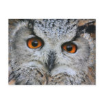 Wise Owl Postcard