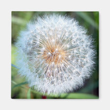 Wish Magnet