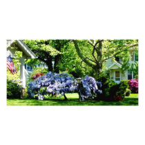 Wisteria on Lawn