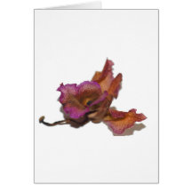 Withering orchid cards