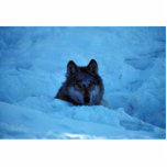 Wolf Acrylic Cut Out
