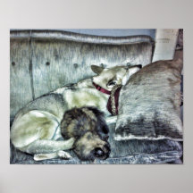 Wolf and Cat Posters