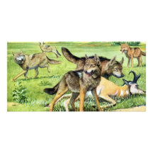 wolf and coyote photo card template