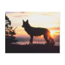 Wolf at Sunset Post Cards